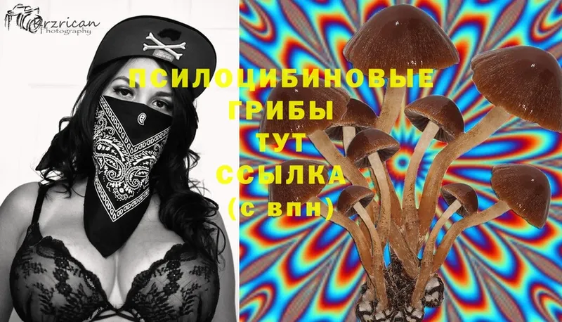 Псилоцибиновые грибы Magic Shrooms  Хотьково 